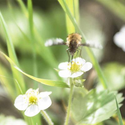 Grand bombyle en action