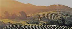 #Orange Muscat Producers Sonoma Valley Vineyards  California