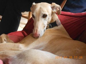 FRIPON/Galgo (A gauche)                              IRIS/Whippet (A Droite)