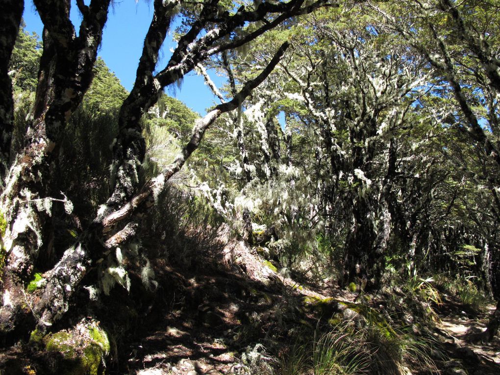 Album - Top South Island