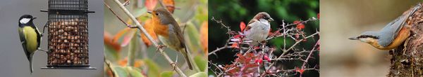 25 et 26 janvier 2014 : Week-end national de comptage des oiseaux des jardins