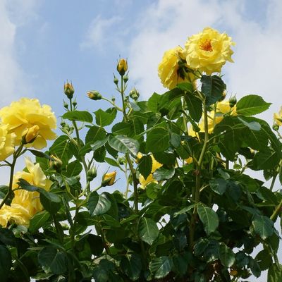 La Roseraie du Prince