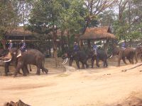FANTASTIQUE ! tout comme les Rois de Siam nous parcourons la forét Thailandaise a dos d'éléphant  !!s