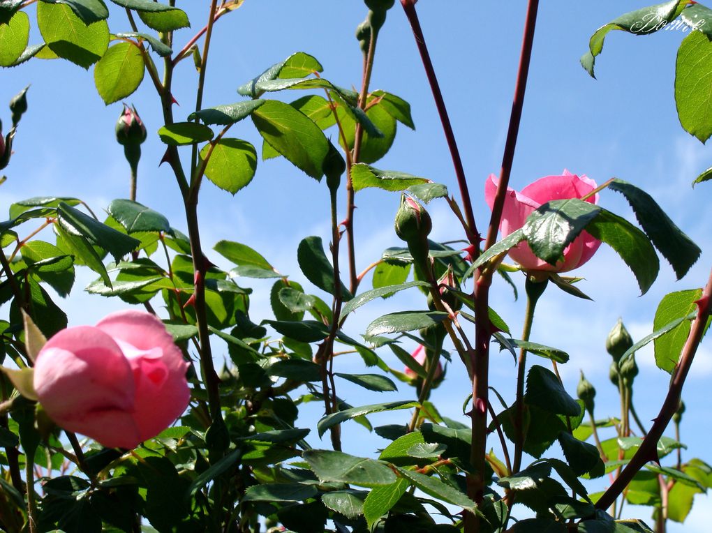 Clichés de fleurs et plantes pris au gré de mes promenades...