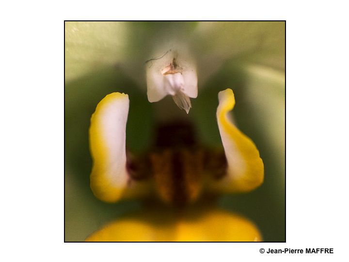 Avec des formes à mi chemin entre le réel et le mystère on en oublie presque qu'il s'agit de fleurs.