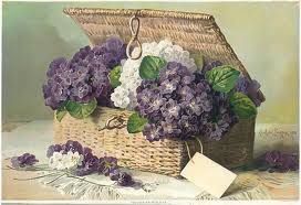 2013 Semaine 20 : Violettes et lillas