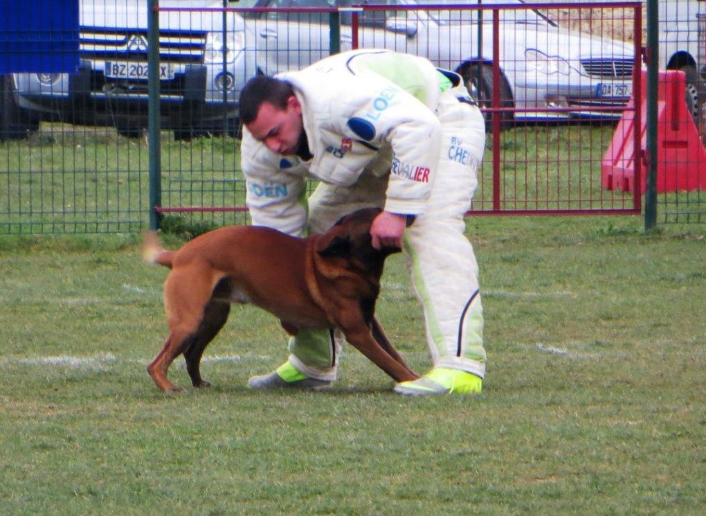 Concours de ring avec le club canin