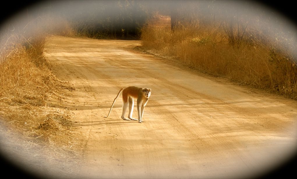 L'album de notre voyage au Sénégal en janvier 2014, le premier mais nous espérons qu'il y en aura d'autres tant ce pays est attachant.