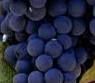#Merlot Producers Ohio Vineyards