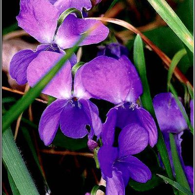 Les fleurs et citations - Violettes