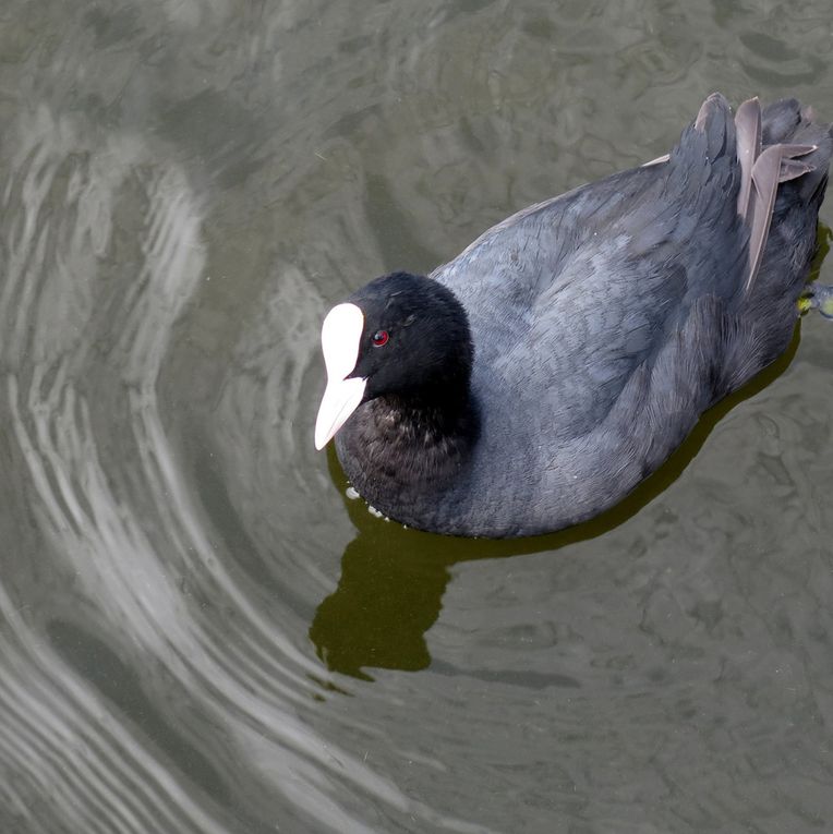 oiseaux, chiens, un escargot, un chardoneré, sauterelle, foulque un gravelot et une vache...corse 