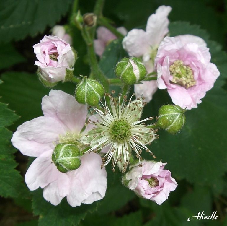 Album - Jardin