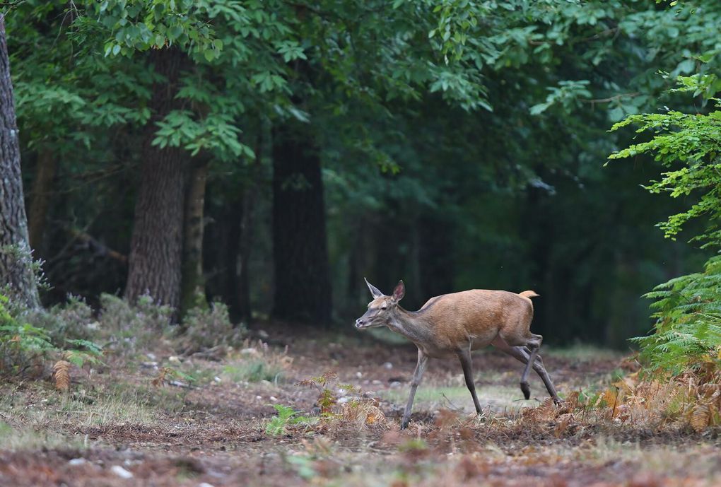 Daguets et biches. Les daguets s'intéressent de plus en plus aux biches, le grand cerf se fait discret.