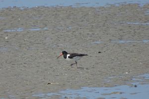 Huitriers pies (baie de somme)