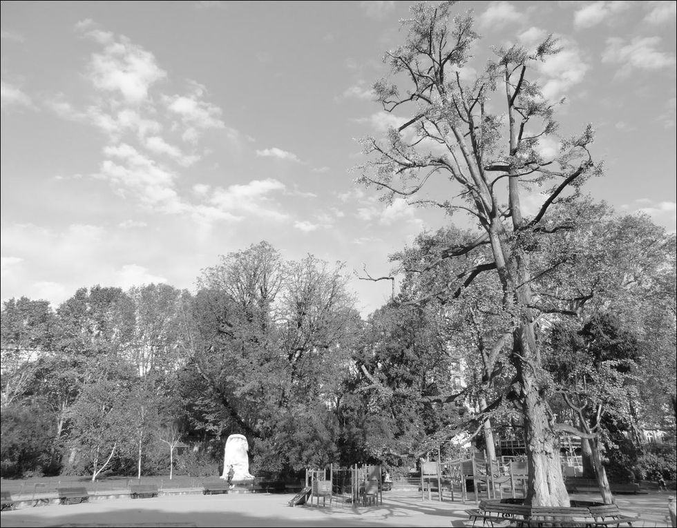 Ginkgo Biloba ou arbre aux quarante écus, Parc Monceau , Paris 8 éme ( Paris 75 ) A