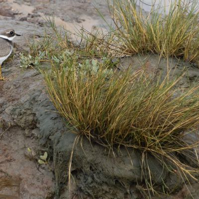 Un bel oiseau : le grand gravelot...