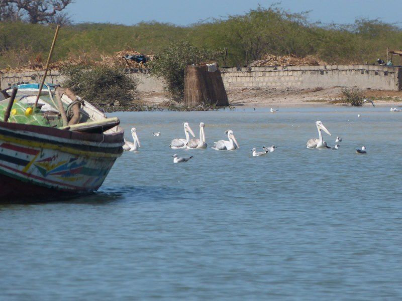 Des pélicans blancs (Pelecanus onocrotalus)