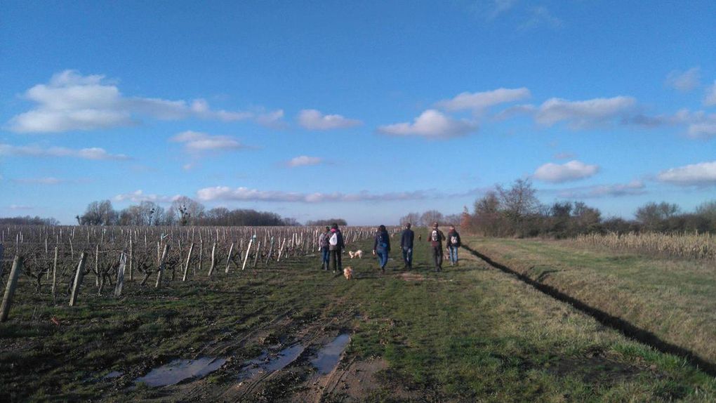 17ème Rando Canine le 14/01/2018 à Rilly sur Loire