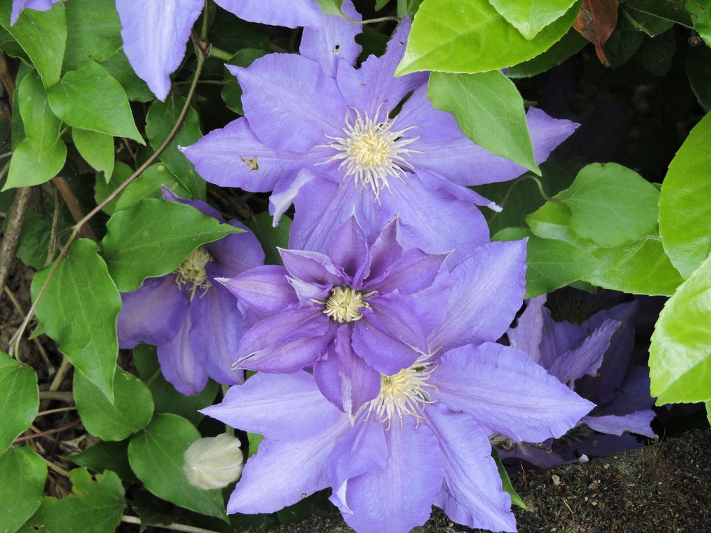 Quelques bleus suspendus