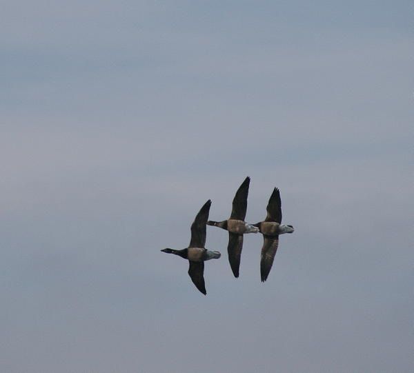 Album - les-oiseaux-du-littoral