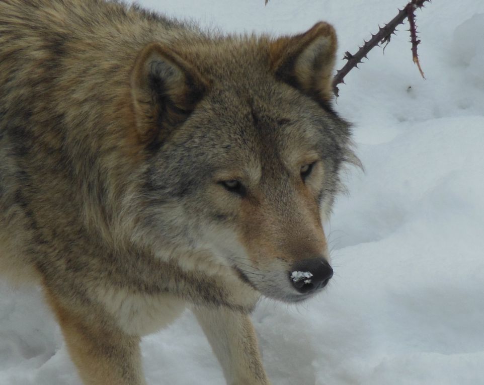 Une de mes plus belles rencontres avec un passionné de loup et les loups du parc du Gévaudan A voir aussi Superbe 
http://sylvain.loup.org/album/