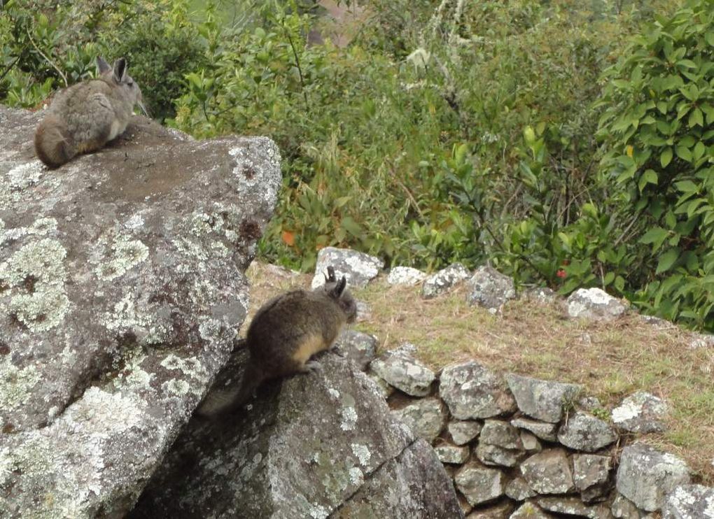 MACHU PICCHU - LA FAUNE