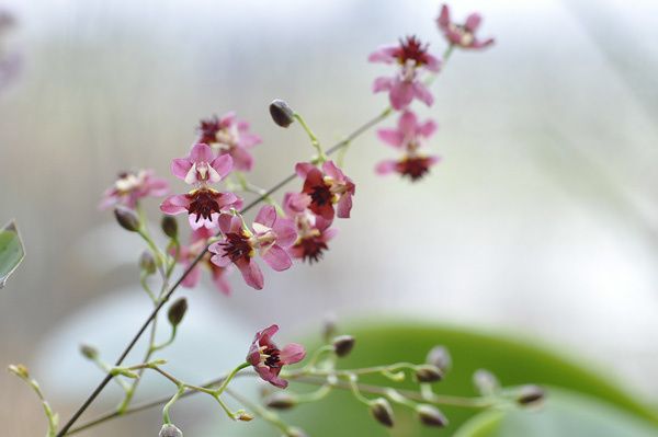 oncidium twinkle red fantasy