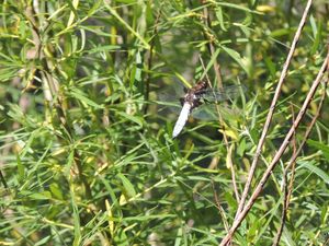 Balade aux papillons