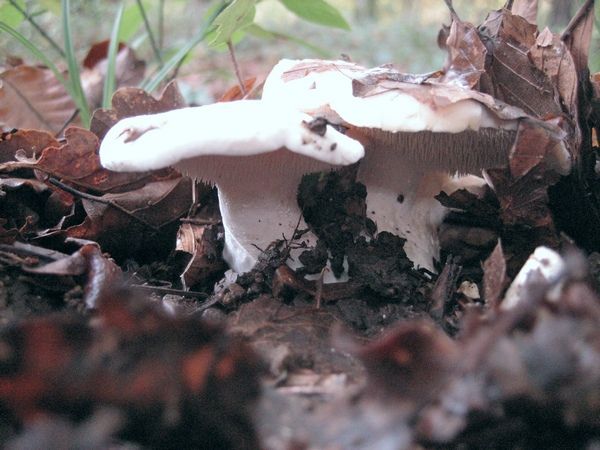 Champignon d'Hiver