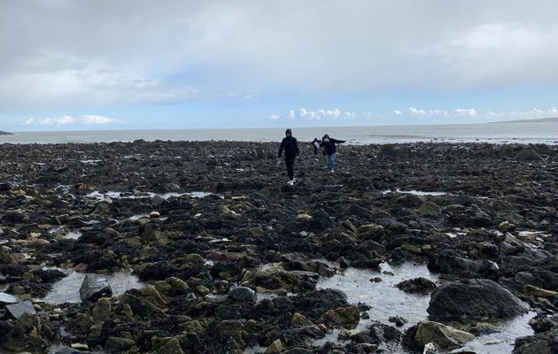 IR23 Rockpooling Irish Coastal land stream mouth water 