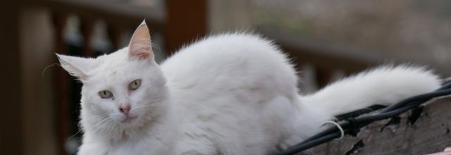 VLAD OLANDAR ET LES CHATS CIRCASSIENS