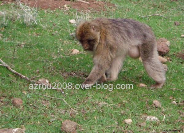 macaques de Barbarie (Macaca sylvanus) ou singe magot, dans une forêt de cèdres du moyen-Atlas marocain