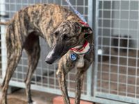levrier galguita d'espagne 2 ans tres gentille a l'adoption chez sos chiens galgos