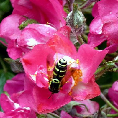 Des insectes sur mes fleurs