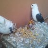 Casserole picore avec les pigeons