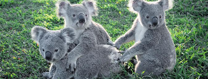 Lone pine Koala Sanctuary in Brisbane