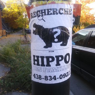 Où est le hippo des familles ?