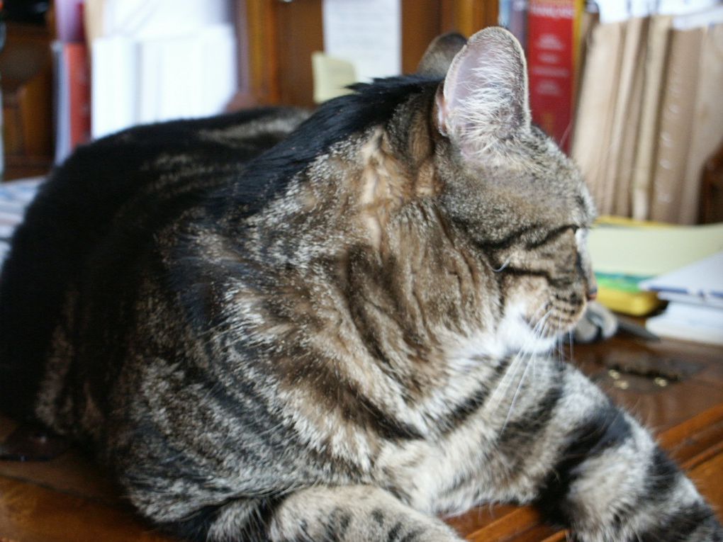 Billy a été notre compagnon pendant 15 ans.
Doux, affectueux et nos faisant la fête quand revenions d'une sortie.