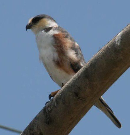 Album - oiseaux-de-proie