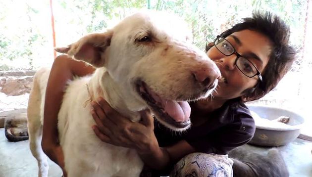  Animal Aid Unlimited, INDIA : UN CHIEN SAUVE DE LA GALE