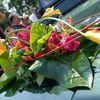 Décoration d'un capot de voiture et d'une tente... par Sophie Pillons, fleuriste créatrice à Périgueux...