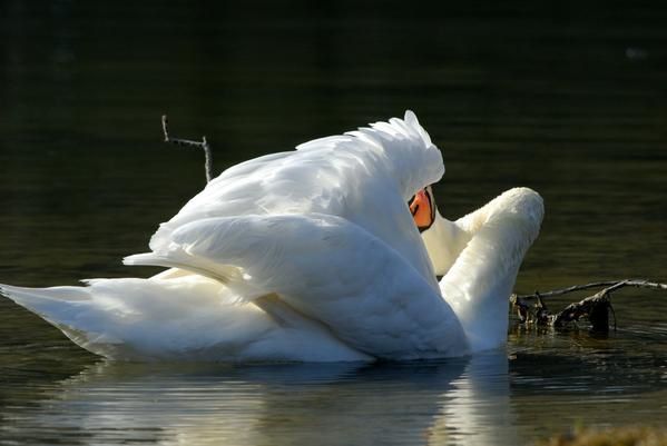 Photos d' animaux&nbsp; prises dans le Parc Naturel de la For&ecirc;t d'Orient