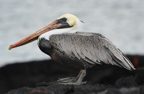 Le pelican brun