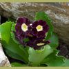 Primula auricula Purple Velvet