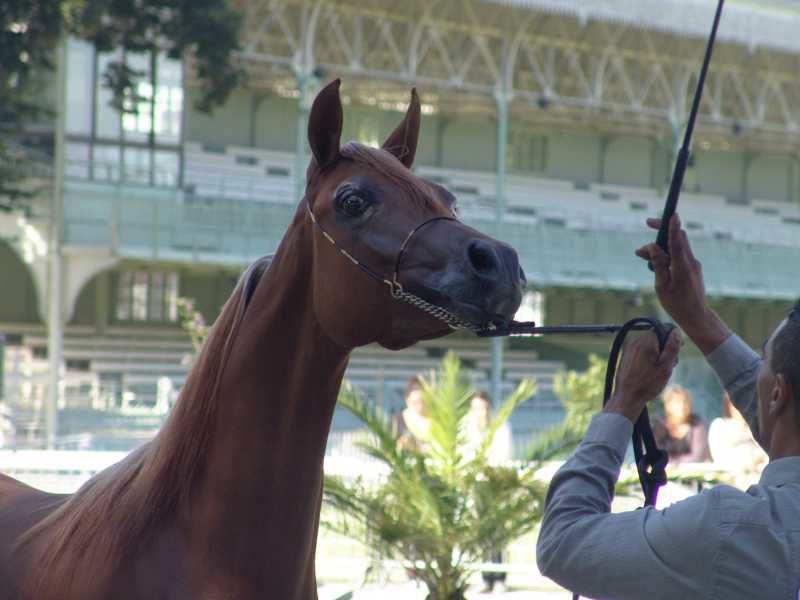 Fille de Qr MARC (MARWAN AL SHAQAB) et GAZELIA DU GREOU par MOZART.
extraordinaire pouliche très typée, le dish de son père, un modèle excellent, les gros yeux de sa mère pure espagnole, très bons membres et très bon dos.
à retrouver sur le