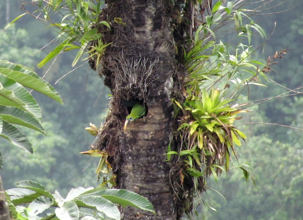 Album - 132--Trek-vers-la-Ciudad-Perdida