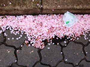 A kyoto, la fin des cerisiers en fleur