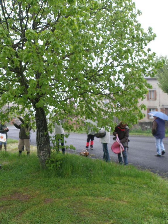 Journée &quot;cueillette et cuisine&quot; du 3 juin 2016