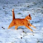 Mon chat peut-il attraper froid l’hiver ?