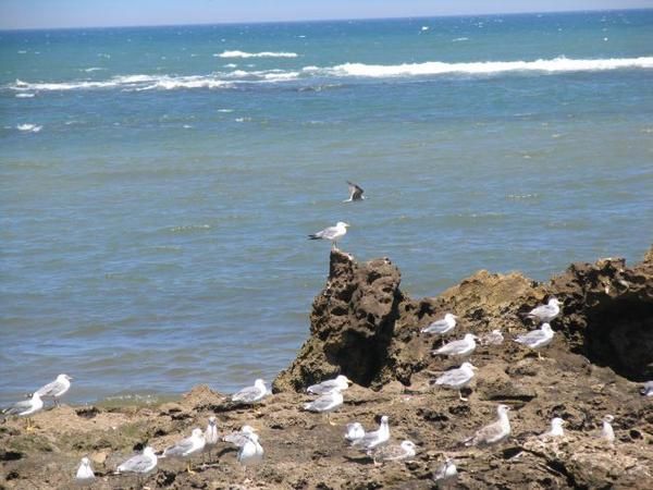 quelques 106 photos d'Essaouira, de son port, de ses mouettes et de ses chats plus ou moins mités